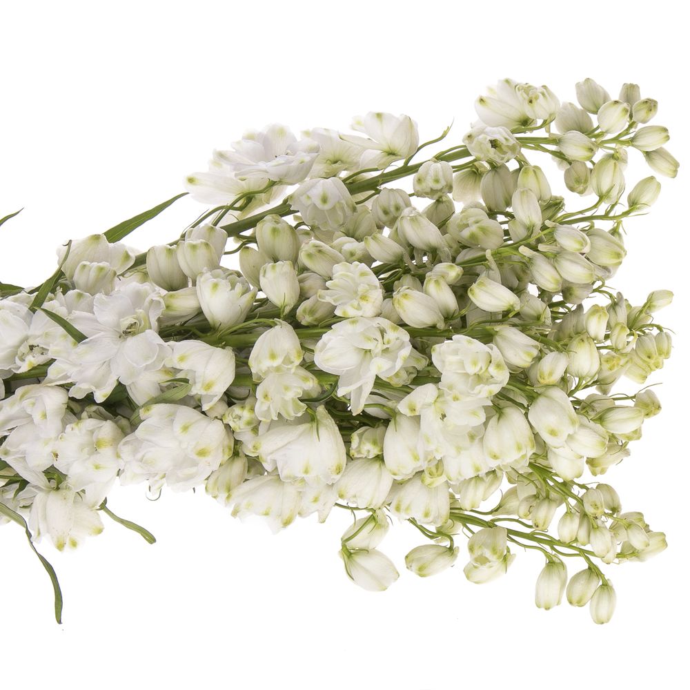 Delphinium weiss Ariel 60 cm