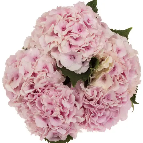 Hortensie rosa/creme Grandeur Bol 16cm 40cm