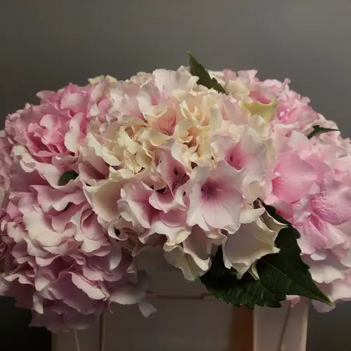 Hortensie rosa/creme Grandeur Bol 18-20cm 40cm