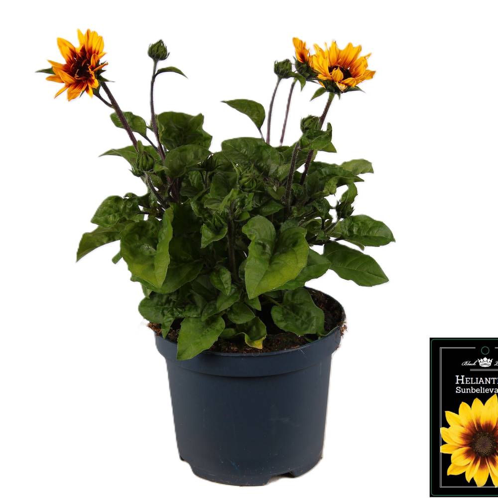 Helianthus gelb Brown Eyed Girl T19 H045