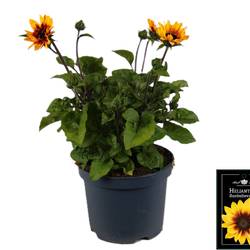 Helianthus Brown Eyed Girl T19 H045