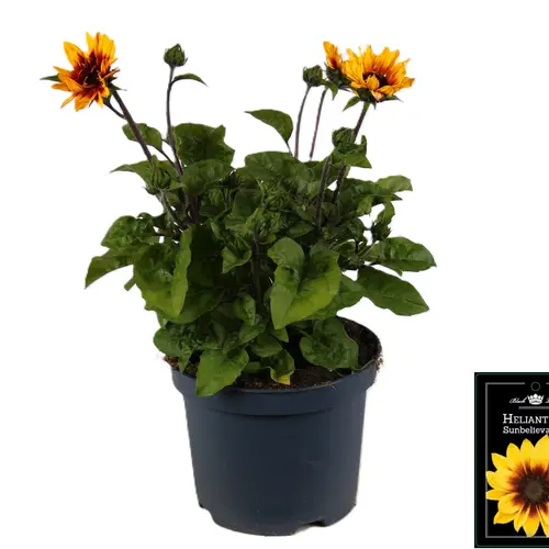 Helianthus gelb Brown Eyed Girl T19 H045