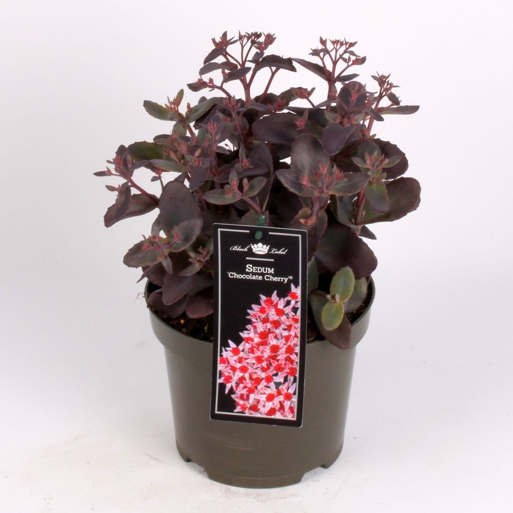 Sedum Chocolate T19 H40