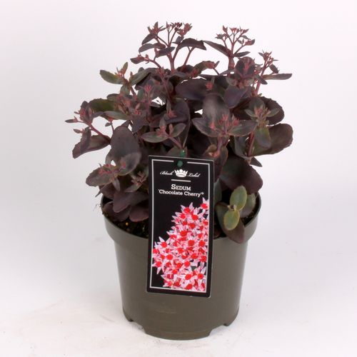Sedum Chocolate T19 H40