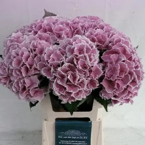 Hortensie hell rosa Trendy Bol 18 60cm