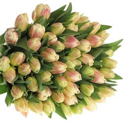Tulpe creme/rosa doppel Flaming 30 Gramm