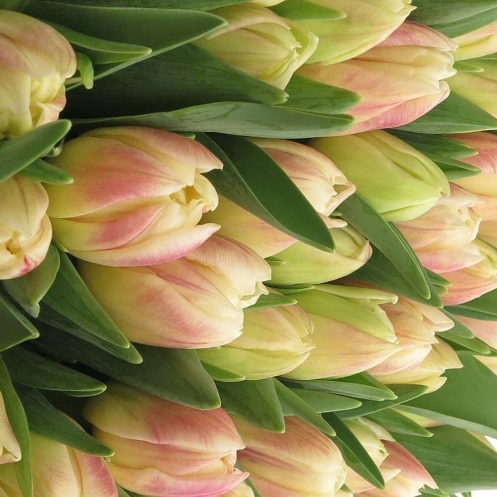 Tulpe creme/rosa doppel Flaming 30 Gramm