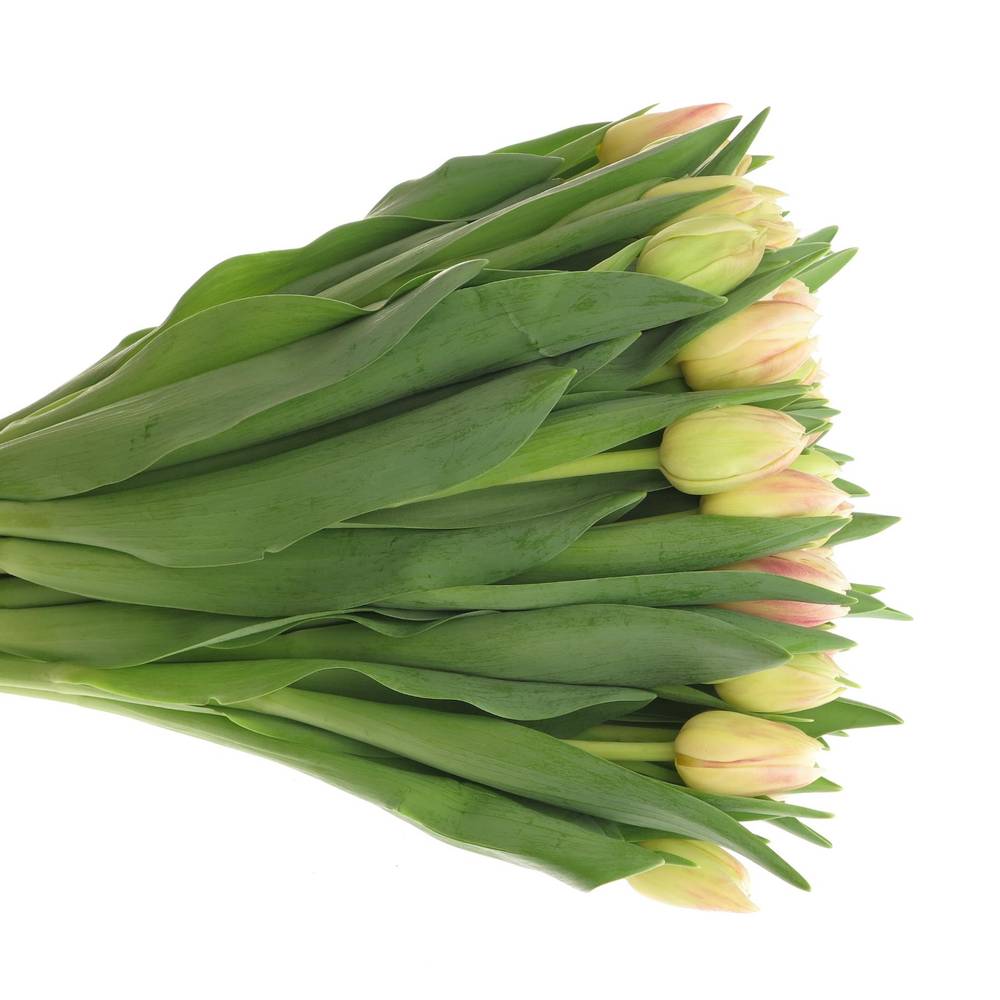 Tulpe creme/rosa doppel Flaming 30 Gramm