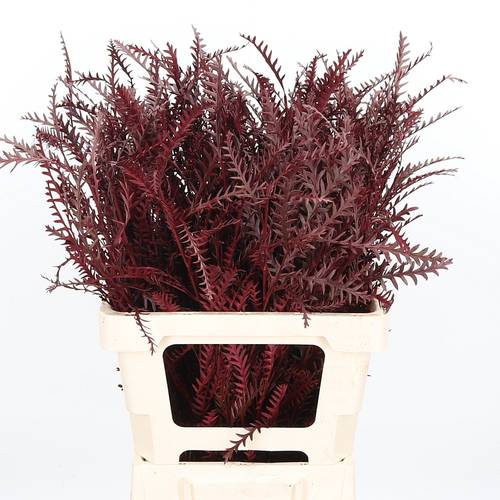 Grevilea Ivanhoe bordeaux gefärbt