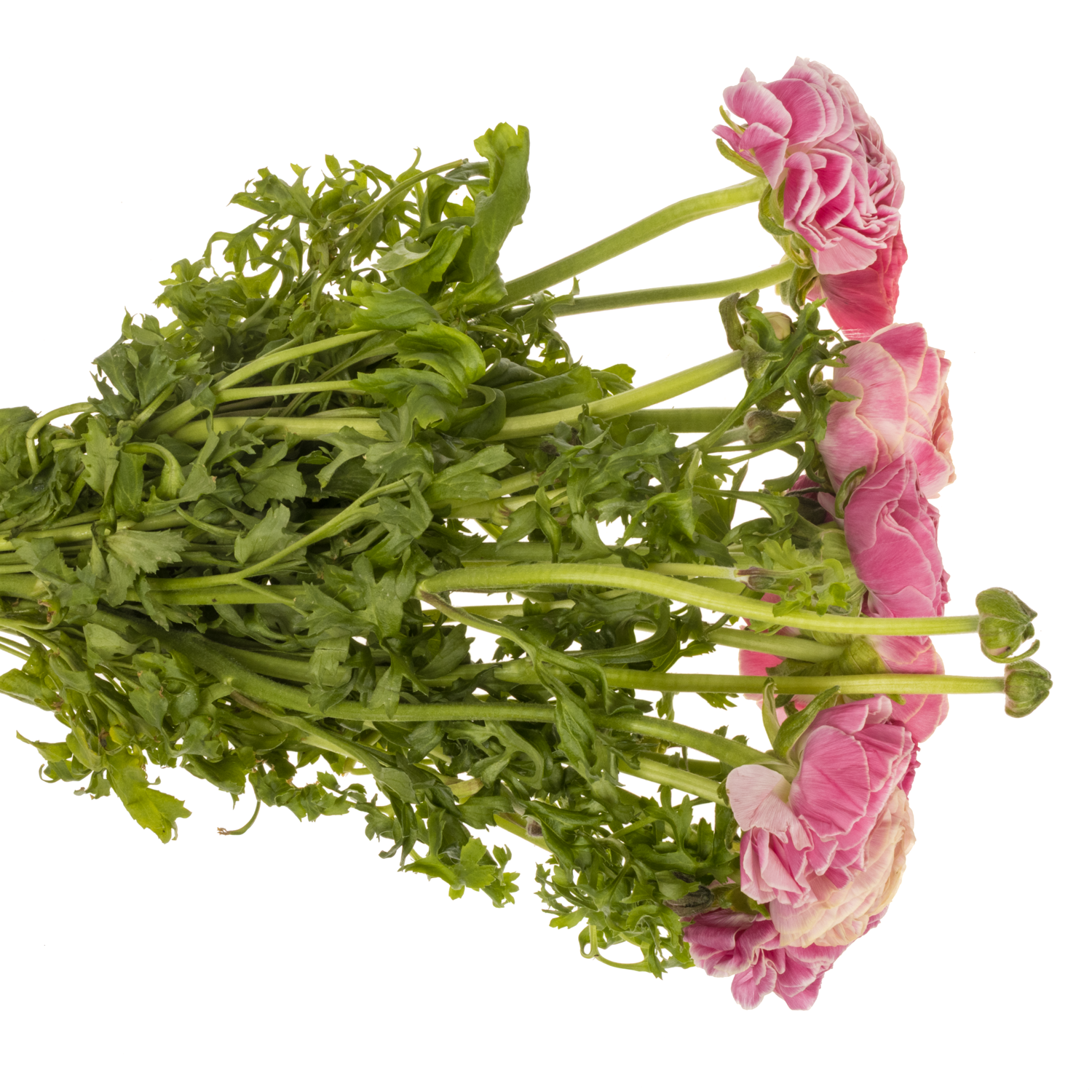 Ranunkel lila Cloni Super Lollipop 40cm