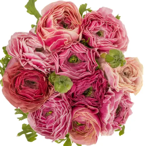 Ranunkel lila Cloni Super Lollipop 40cm