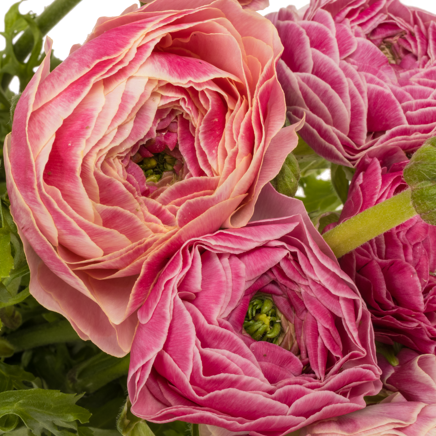 Ranunkel lila Cloni Super Lollipop 40cm