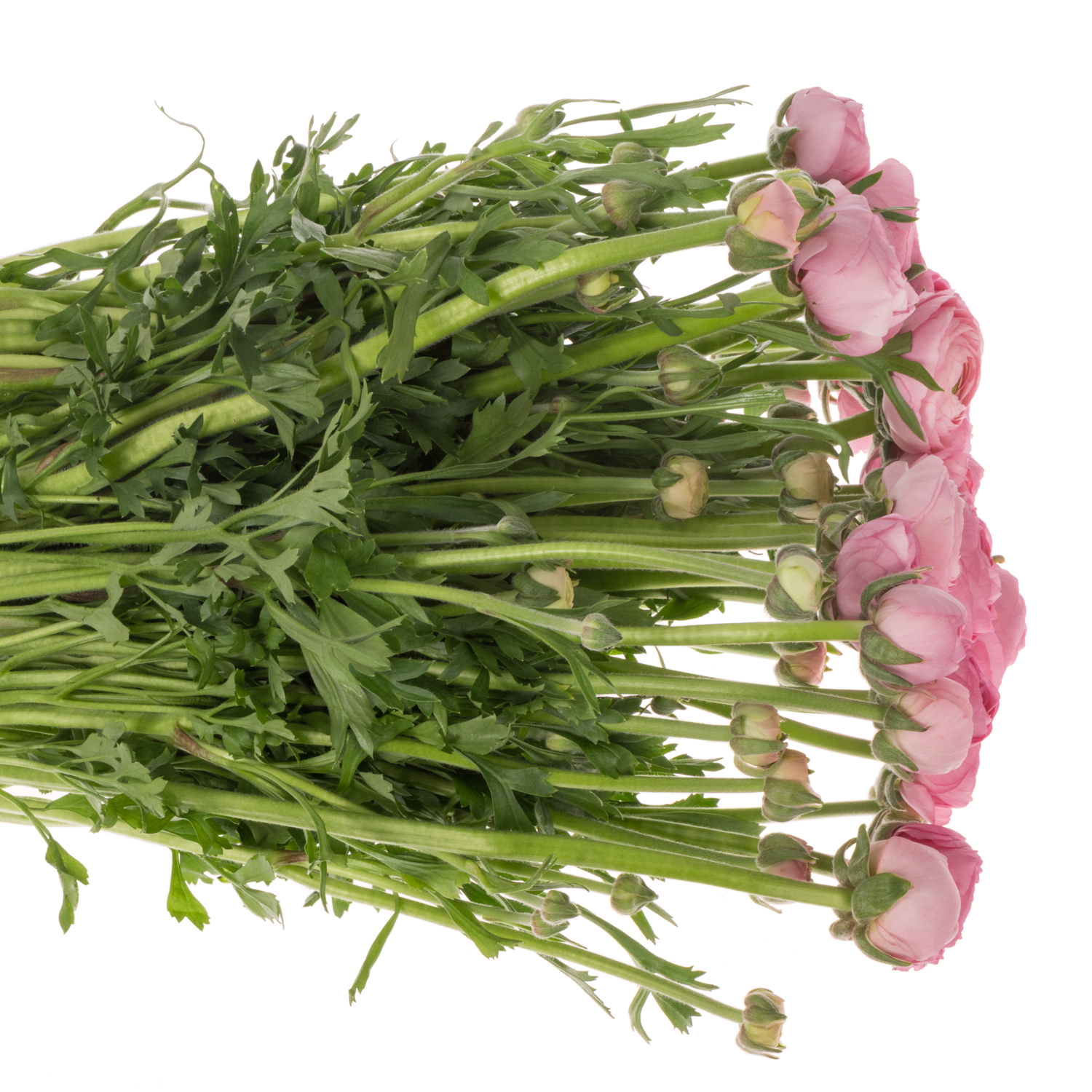 Ranunkel hell rosa Aazur Light Pink 45 Gramm 40cm