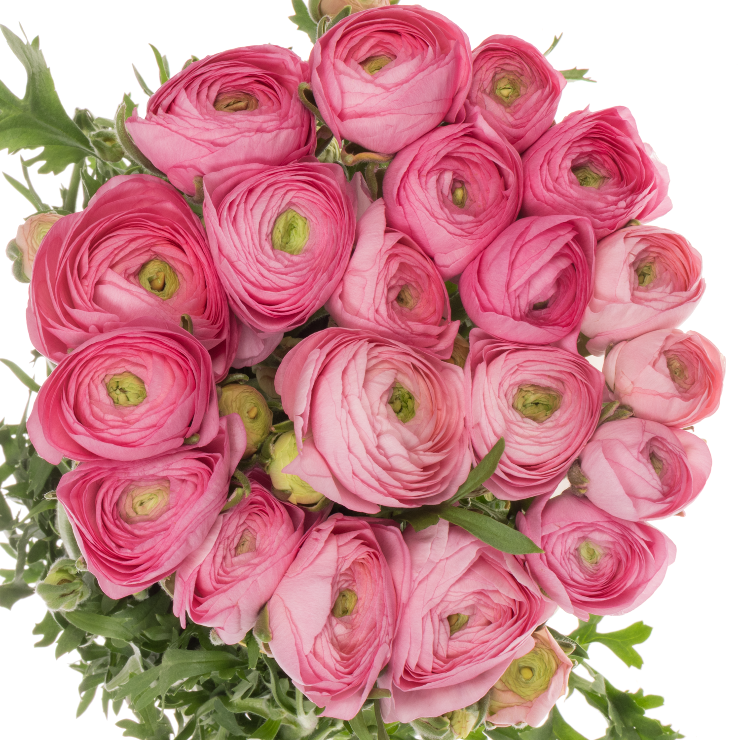 Ranunkel hell rosa Aazur Light Pink 45 Gramm 40cm