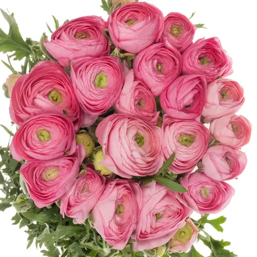 Ranunkel hell rosa Aazur Light Pink 45 Gramm 40cm