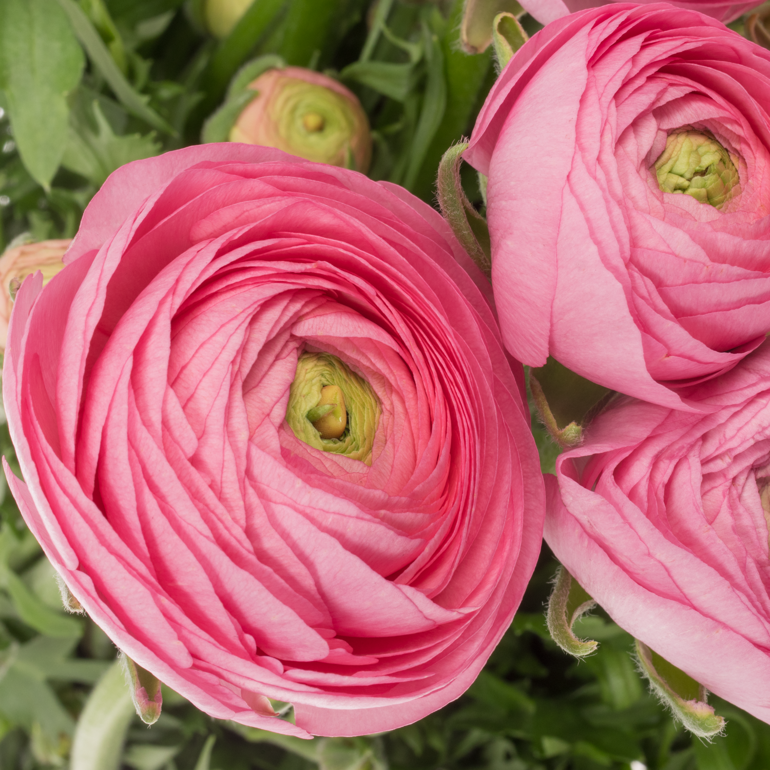 Ranunkel hell rosa Aazur Light Pink 45 Gramm 40cm