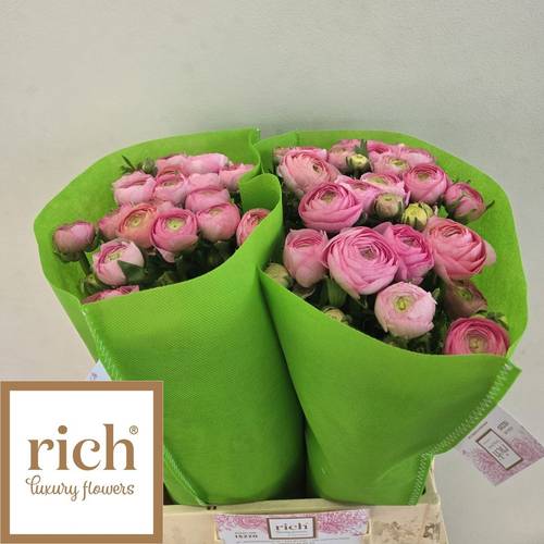 Ranunkel hell rosa  Aazur Light Pink 46cm x 20