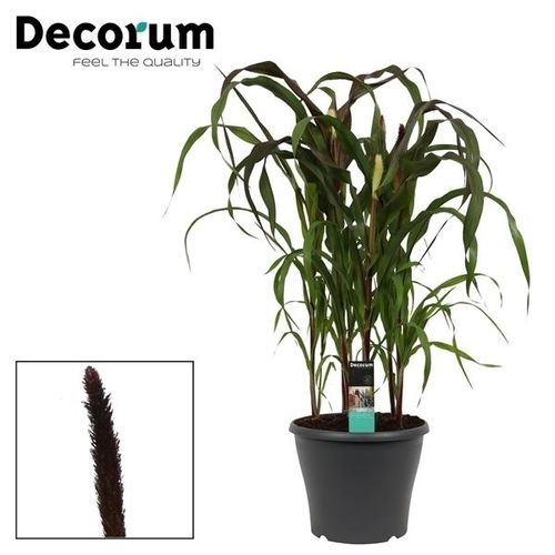Pennisetum lila Baron T30 H80