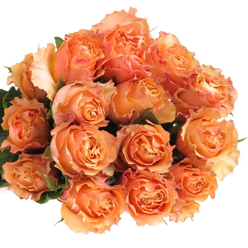 Rose orange Carpe Diem (Ec) 40cm