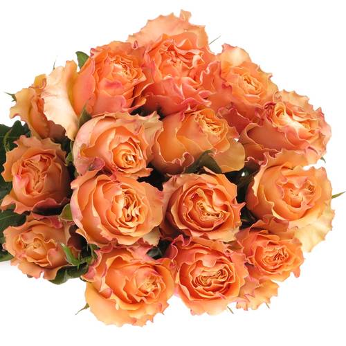 Rose orange Carpe Diem (Ec) 40cm