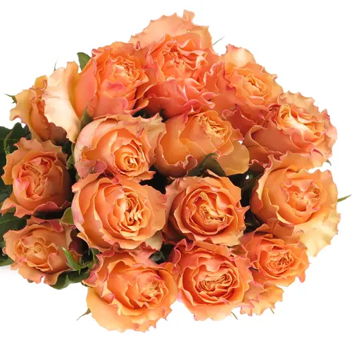 Rose orange Carpe Diem (Ec) 40cm