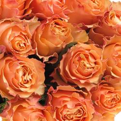 Rose orange Carpe Diem (Ec) 40cm