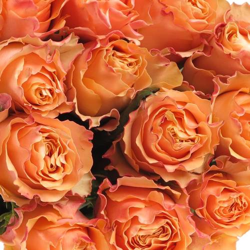 Rose orange Carpe Diem (Ec) 40cm