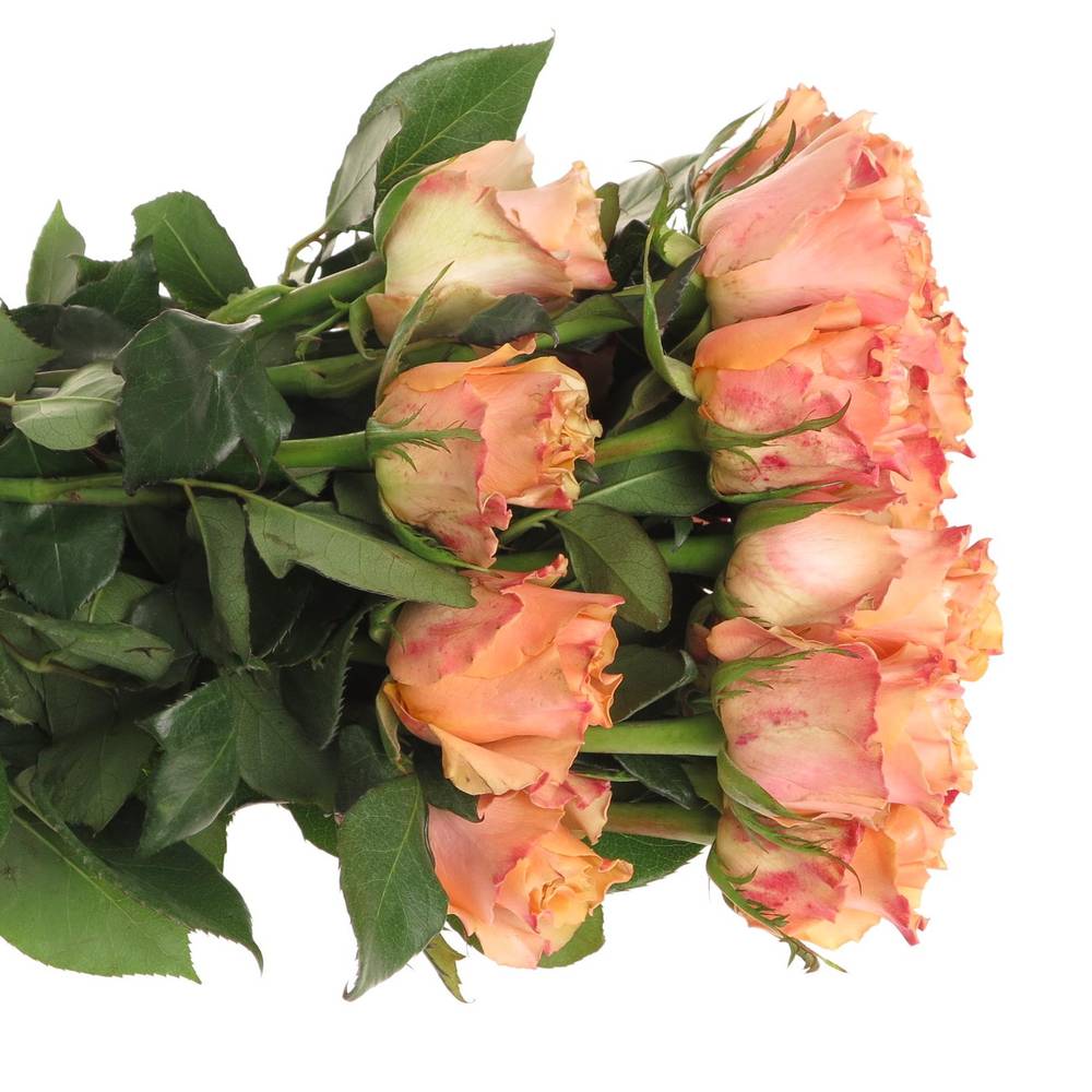 Rose orange Carpe Diem (Ec) 40cm