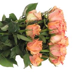 Rose orange Carpe Diem (Ec) 40cm
