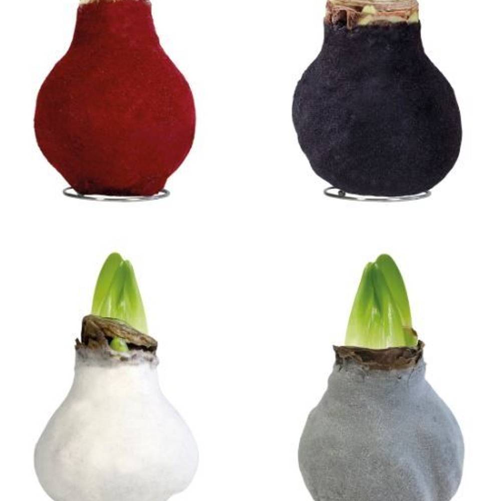 Amar.Bol Wachs Fashion Velvet mix rote Bl. 28cm H022