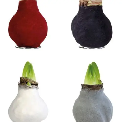 Amar.Bol Wachs Fashion Velvet mix rote Bl. 28cm H022