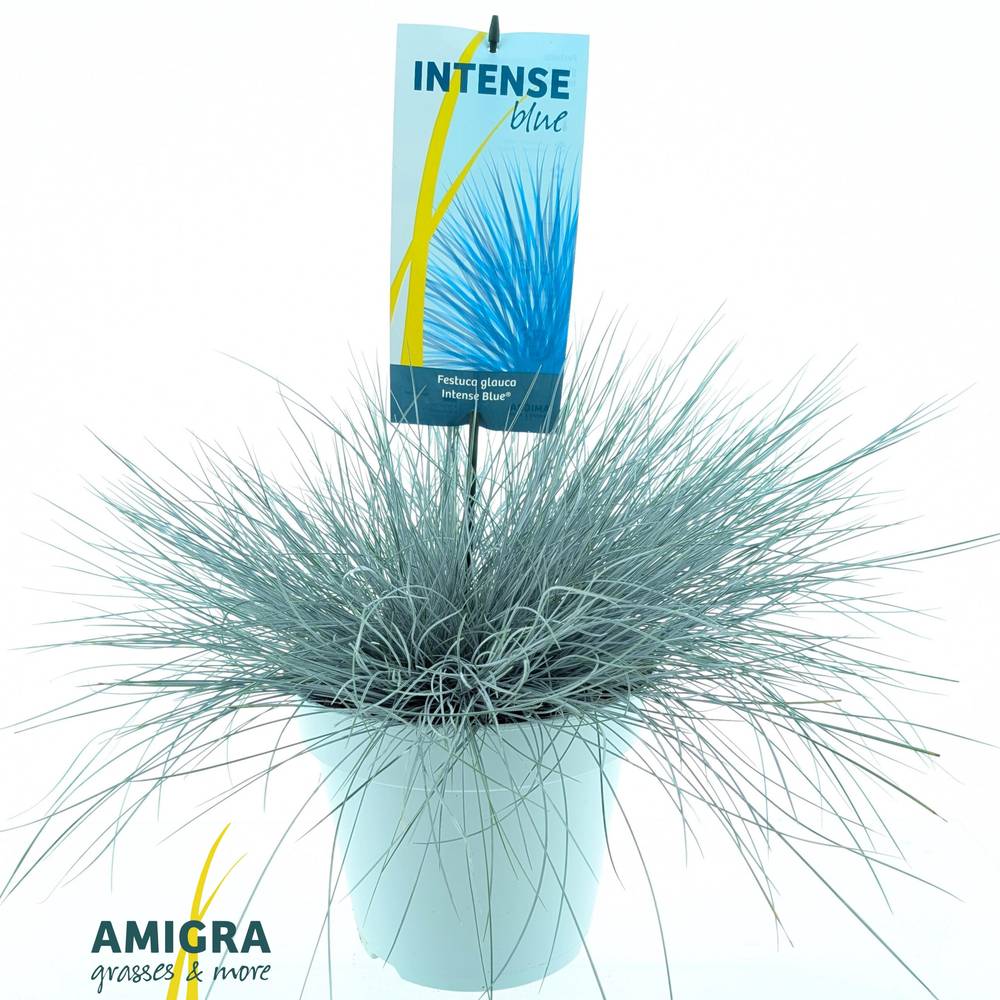 Festuca Glauca blau T23 H40