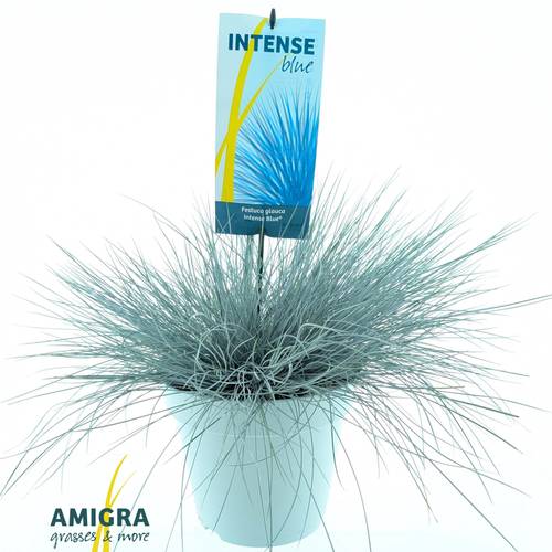 Festuca Glauca blau T23 H40