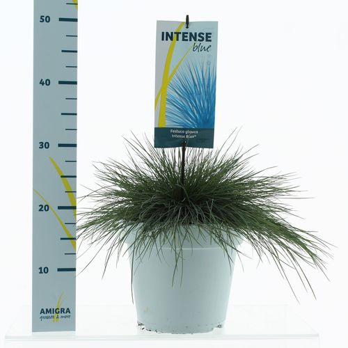 Festuca Glauca blau T23 H40
