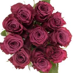 Rose lila Blueberry (Ec) 40cm X10