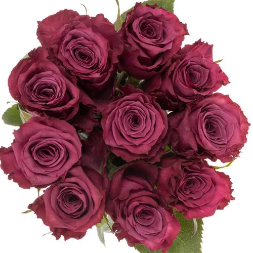 Rose lila Blueberry (Ec) 40cm X10