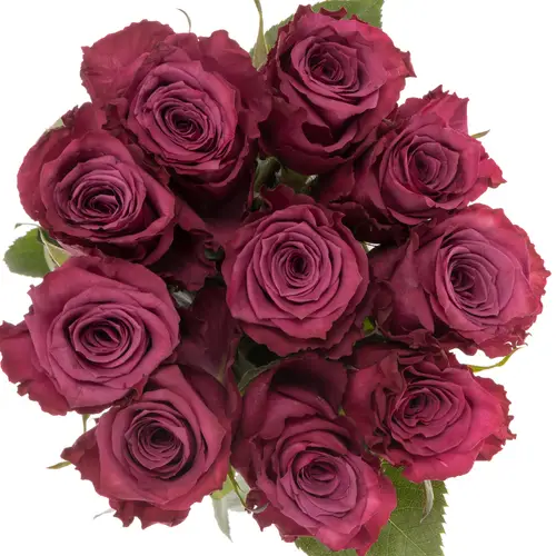 Rose lila Blueberry (Ec) 40cm X10