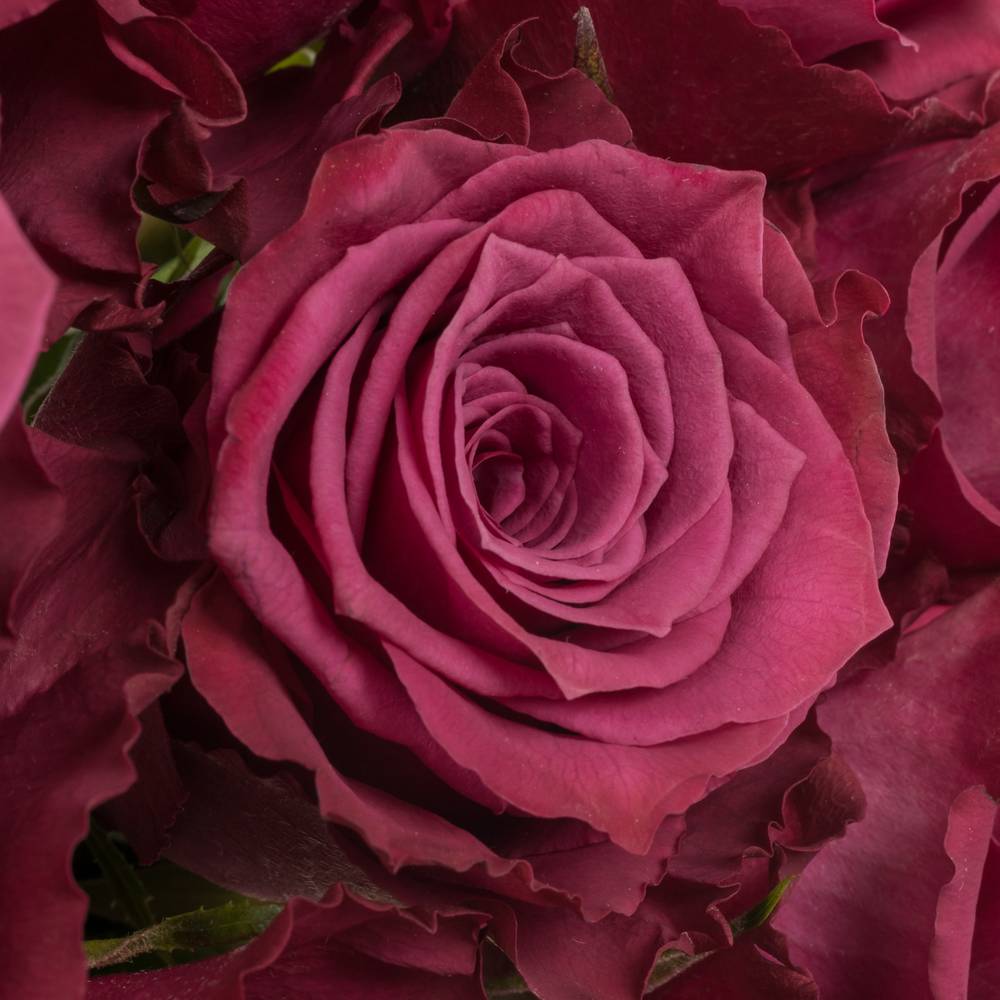 Rose lila Blueberry (Ec) 40cm X10