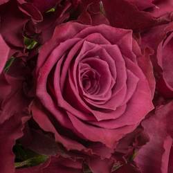 Rose lila Blueberry (Ec) 40cm X10