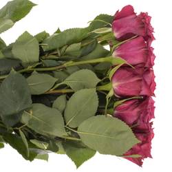 Rose lila Blueberry (Ec) 40cm X10