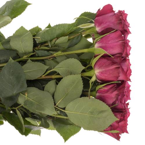 Rose lila Blueberry (Ec) 40cm X10