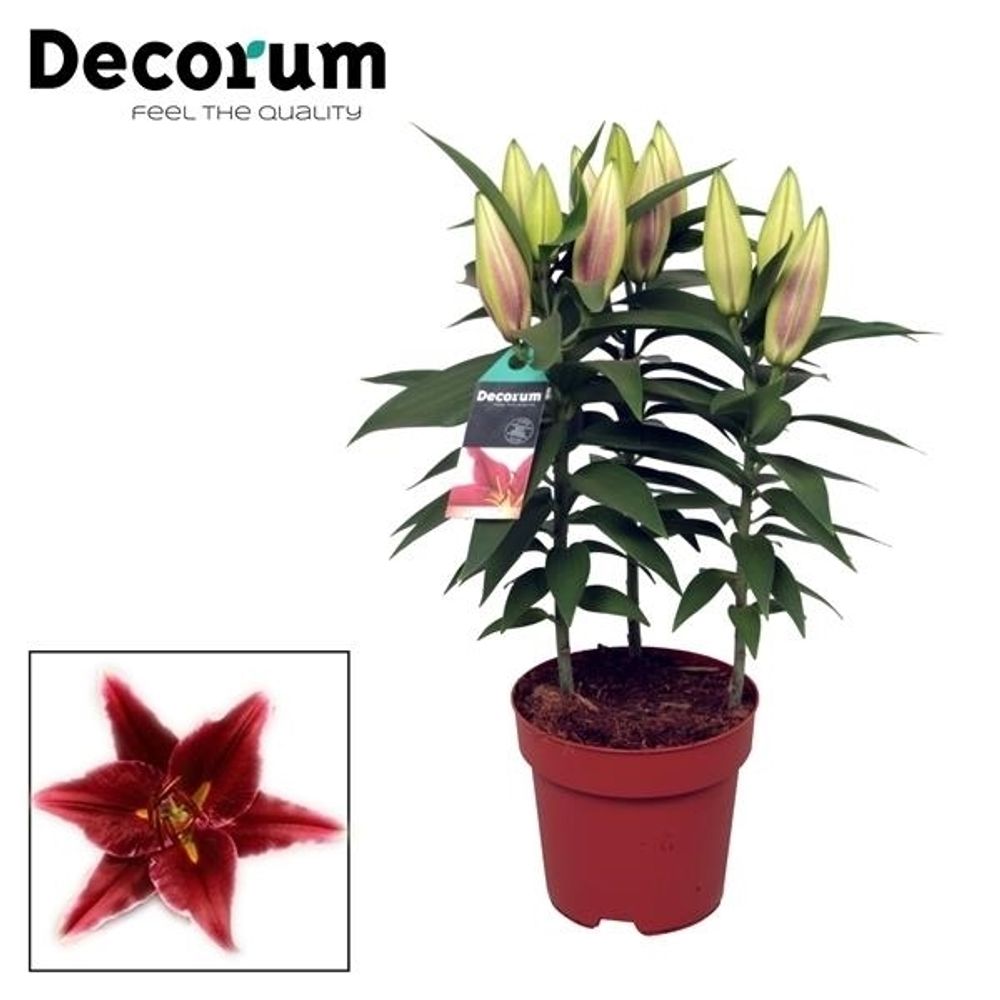 Lilien 3er Oriental rot T17 H50