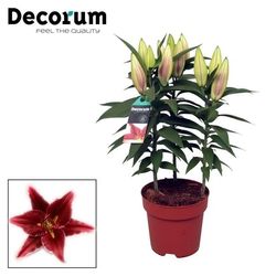 Lilien 3er Oriental rot T17 H50