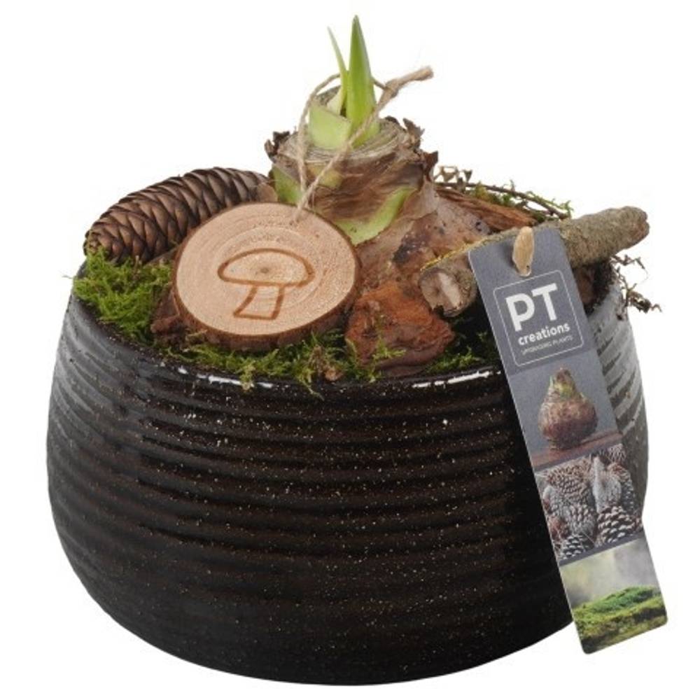 Amaryl.Arr PTAA7512 rote Bl. T17 H021