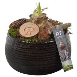 Amaryl.Arr PTAA7512 rote Bl. T17 H021