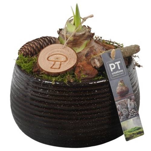 Amaryl.Arr PTAA7512 rote Bl. T17 H021