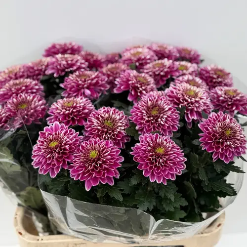 Chrys.Deko lila Embu 80Gramm 80cm De