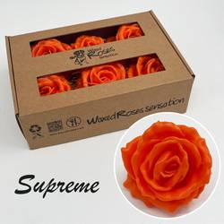 Seiden Wachs Rose Supreme orange