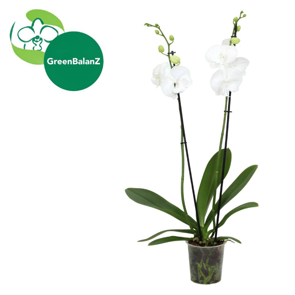 Phal.2-R weiss Novelty T12 H055