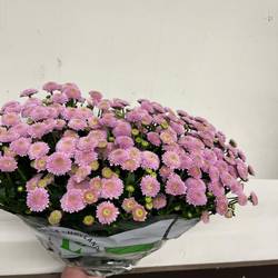 Santini rosa neu Landscheiding 1100 Gramm 55cm